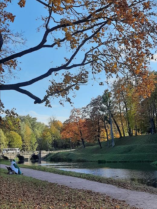 сквозь ветви