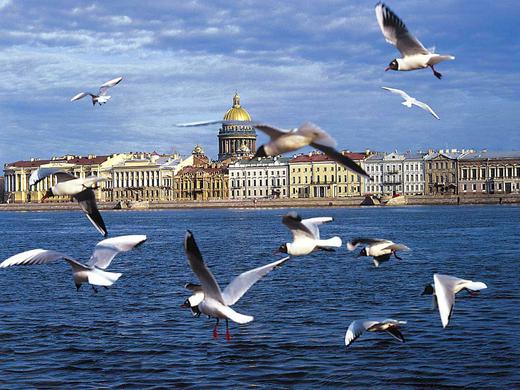 Чайки над Невой